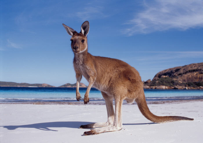 Avustralya Hükümeti Çalışma ve Tatil Programı için 150 Aday Arıyor
