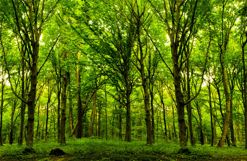 The Marmara Hatıra Ormanı daha yeşil bir Türkiye için hayat buluyor
