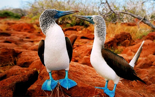 Galapagos’ta Tabiatın Binlerce Yıllık Tarihini FEST Travel İle Gözlemleyin